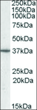 Anti-PPP2R4 (C-terminal) antibody produced in