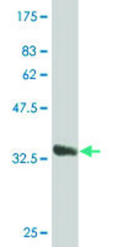 Monoclonal Anti-LASS6 antibody produced in