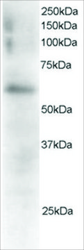 Anti-FGR antibody produced in goat