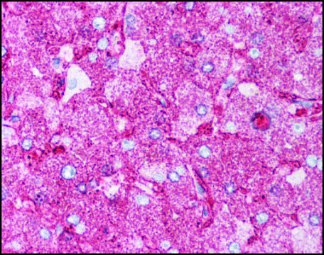 Anti-MINK1/MAP4K6 antibody produced in rabbit