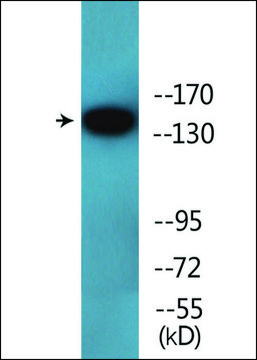 Anti-phospho-VEGFR2 (pTyr¹²¹?) antibody produced in