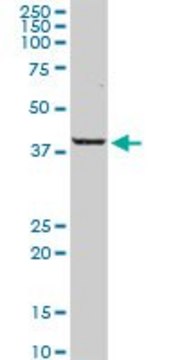 Anti-PARD6A antibody produced in rabbit