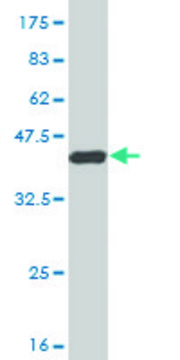 Monoclonal Anti-MSR1 antibody produced in