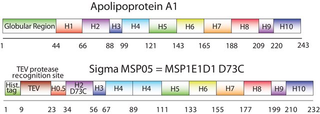 Membrane Scaffold Protein 1E1D1 D73C