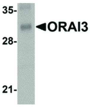 Monoclonal Anti-ORAI3 antibody produced in