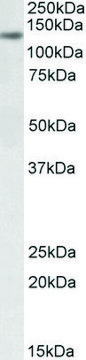 Anti-DIAPH1 antibody produced in goat