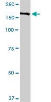 Anti-CFH antibody produced in rabbit