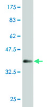 ANTI-MAZ antibody produced in mouse