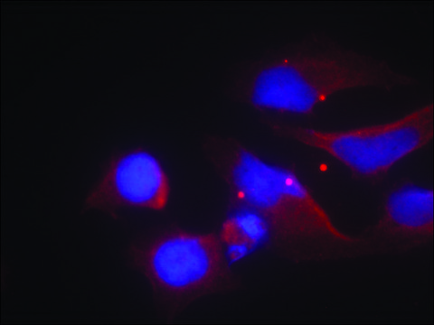 Anti-phospho-GRIN2B (pTyr¹???) antibody produced in