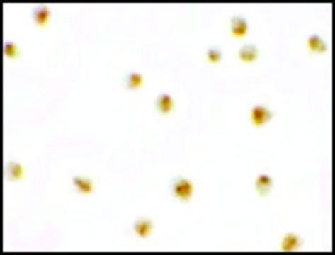 Anti-C9orf116 antibody produced in rabbit