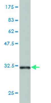 Monoclonal Anti-AK3 antibody produced in