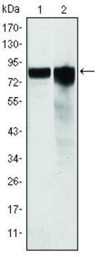 Monoclonal Anti-GYS1 antibody produced in