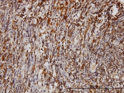 Monoclonal Anti-BAG1 antibody produced in