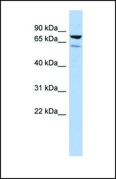 Anti-C1ORF103 antibody produced in rabbit
