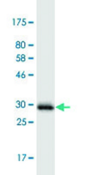 Monoclonal Anti-PIGW antibody produced in