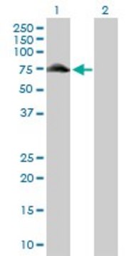 Anti-GYG2 antibody produced in rabbit