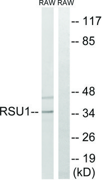 Anti-RSU1 antibody produced in rabbit