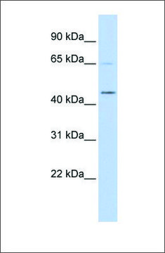 Anti-MIZF (ab2) antibody produced in