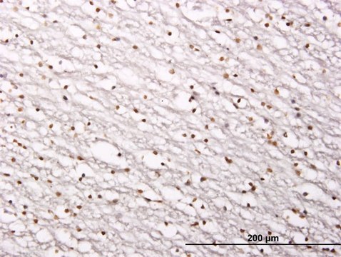 Monoclonal Anti-SIRT1 antibody produced in