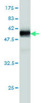 Monoclonal Anti-HS1BP3 antibody produced in