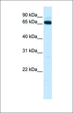 Anti-KBTBD5 antibody produced in rabbit