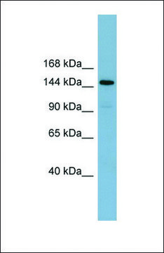 Anti-KIAA1199 antibody produced in rabbit