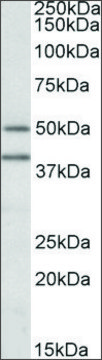 Anti-TRAIP (C-terminal) antibody produced in