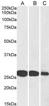 Anti-SNAP25 antibody produced in goat