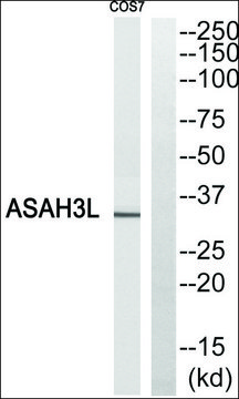 Anti-ASAH3L antibody produced in rabbit