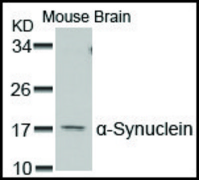 Anti-SNCA (Ab-129) antibody produced in