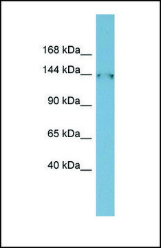 Anti-FAM135B antibody produced in rabbit