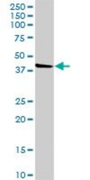 Anti-FLJ23356 antibody produced in rabbit