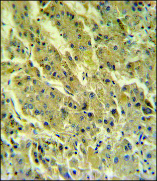ANTI-PSG7 (C-TERM) antibody produced in