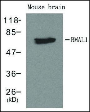Anti-ARNTL antibody produced in rabbit