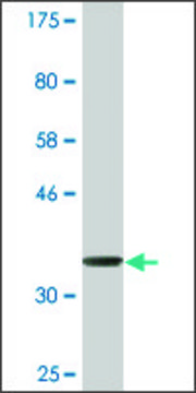 Monoclonal Anti-DMN, (C-terminal) antibody produced