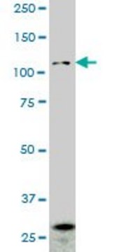 Monoclonal Anti-PCDHGA2 antibody produced in