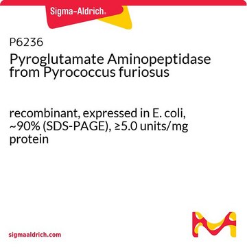 Pyroglutamate Aminopeptidase from Pyrococcus furiosus