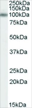 Anti-APBA1/MINT1 antibody produced in goat