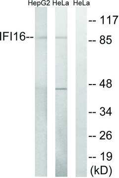 Anti-IFI16 antibody produced in rabbit