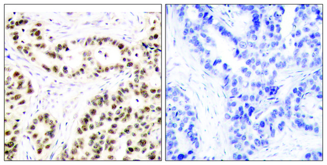 Anti-ELK1 antibody produced in rabbit