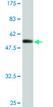 Monoclonal Anti-FCGR3A, (C-terminal) antibody produced