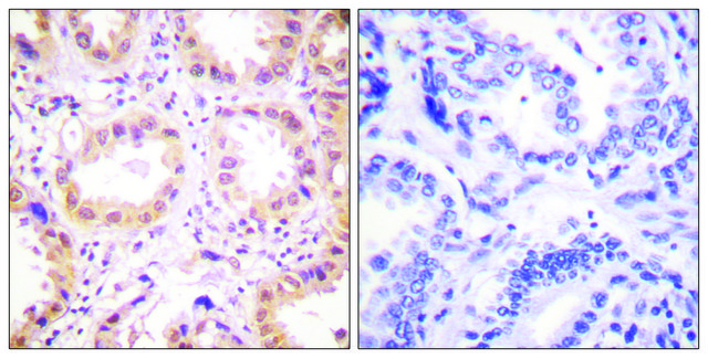 Anti-NEDD8 antibody produced in rabbit