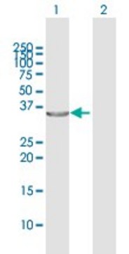 Anti-TP53I3 antibody produced in rabbit