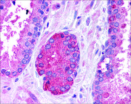 Anti-STAT3 antibody produced in rabbit