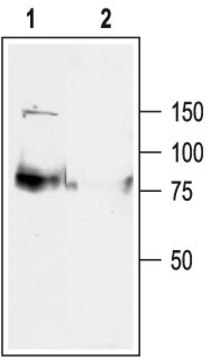 Anti-Potassium Channel K?7.1 (KCNQ1) antibody