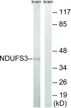 Anti-NDUFS3 antibody produced in rabbit