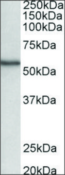 Anti-STK38 antibody produced in goat