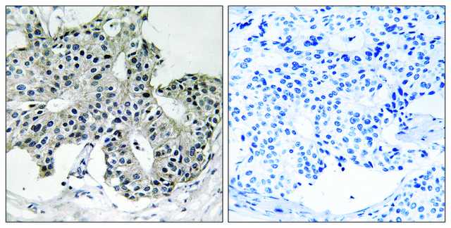 Anti-PXMP3 antibody produced in rabbit