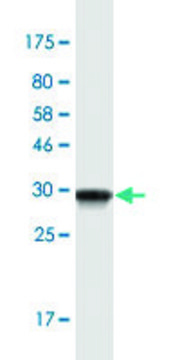 Monoclonal Anti-PKIB antibody produced in