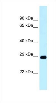 Anti-DRAM1 antibody produced in rabbit